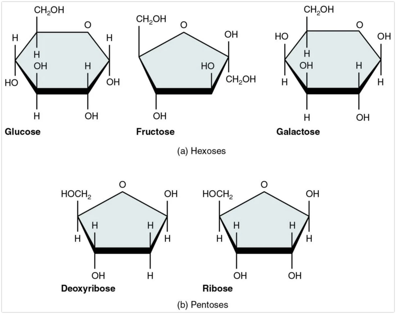 Monosaccharide là gì? Các loại monosaccharide thường gặp