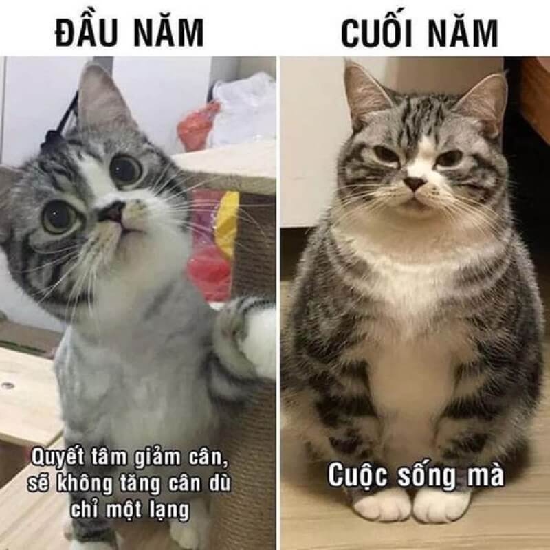 Meme Tết hài hước, thú vị cho năm mới nhiều niềm vui