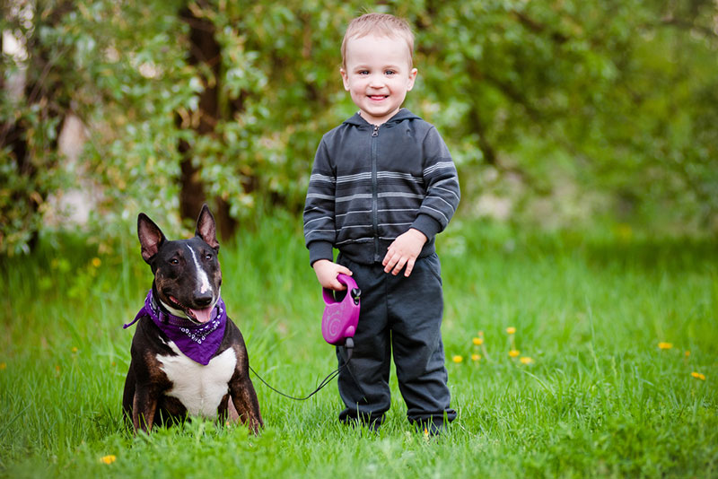 Chó mặt dài Bull Terrier - giống chó ngộ nghĩnh và dũng cảm