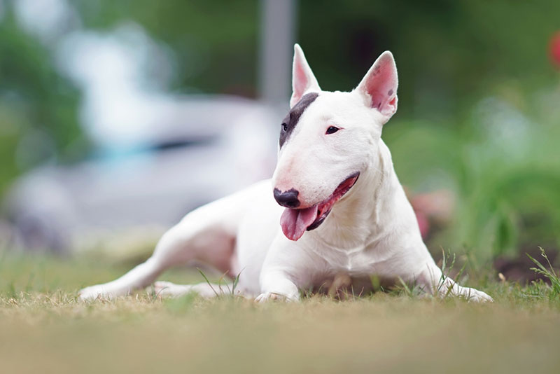 Chó mặt dài Bull Terrier - giống chó ngộ nghĩnh và dũng cảm