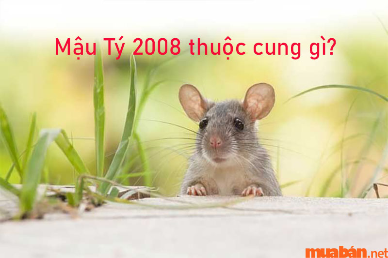 2008 mệnh gì? Hợp và kỵ màu gì? Hợp tuổi nào?