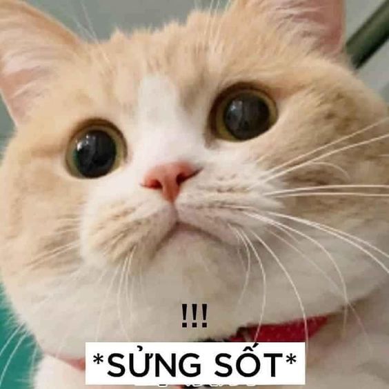 Tổng hợp ảnh mèo meme hài hước và cute lạc lối