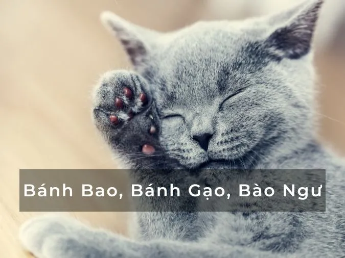 200+ cách đặt tên cho mèo ngộ nghĩnh, độc nhất vô nhị