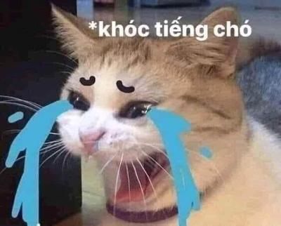 Tổng hợp ảnh mèo meme hài hước và cute lạc lối