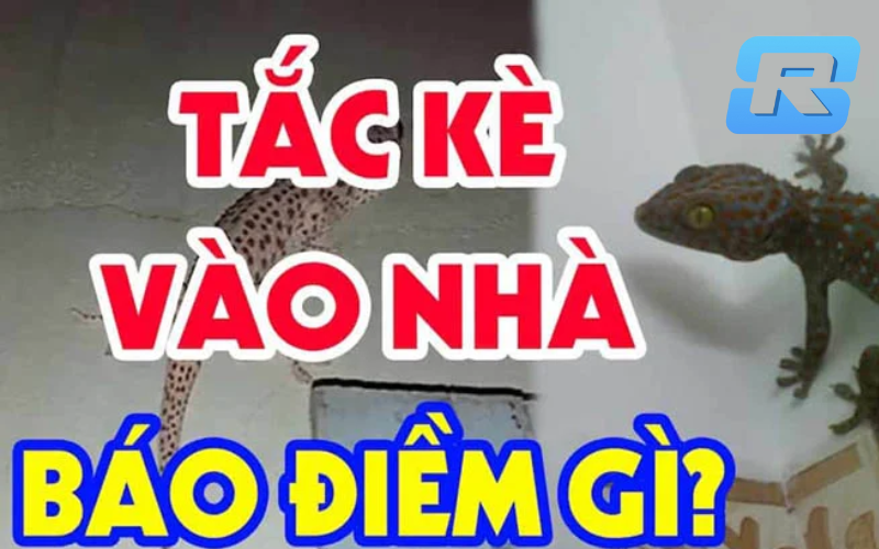 Tắc kè kêu 4 tiếng - Điềm báo tốt hay xấu?