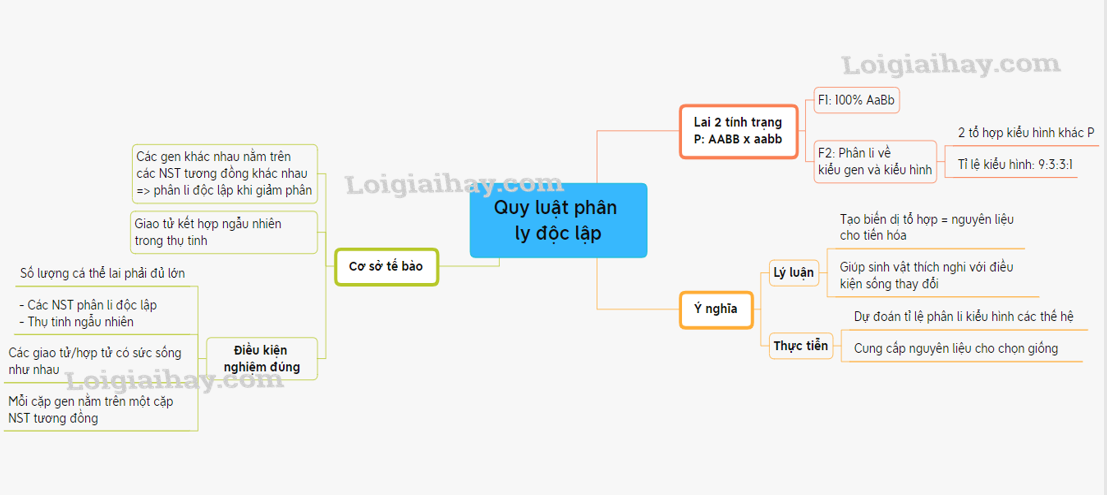 Quy luật Menđen: Quy luật phân li độc lập Sách giáo khoa Sinh học 12</>