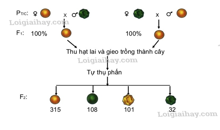 Quy luật Menđen: Quy luật phân li độc lập Sách giáo khoa Sinh học 12</>