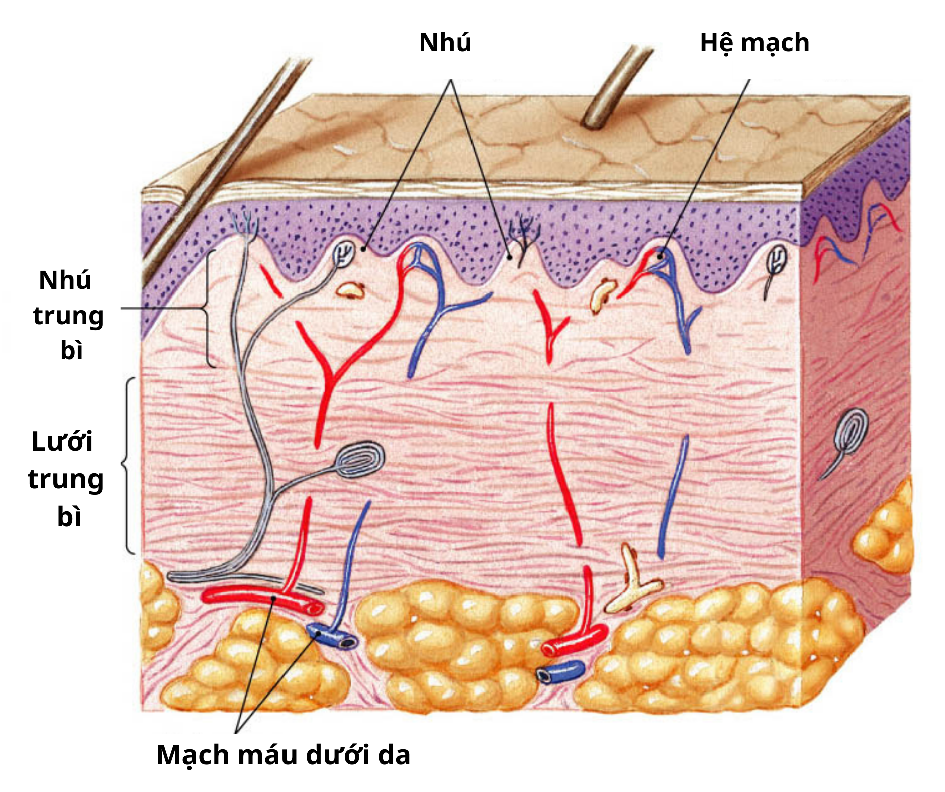 Cấu trúc & Chức năng của da