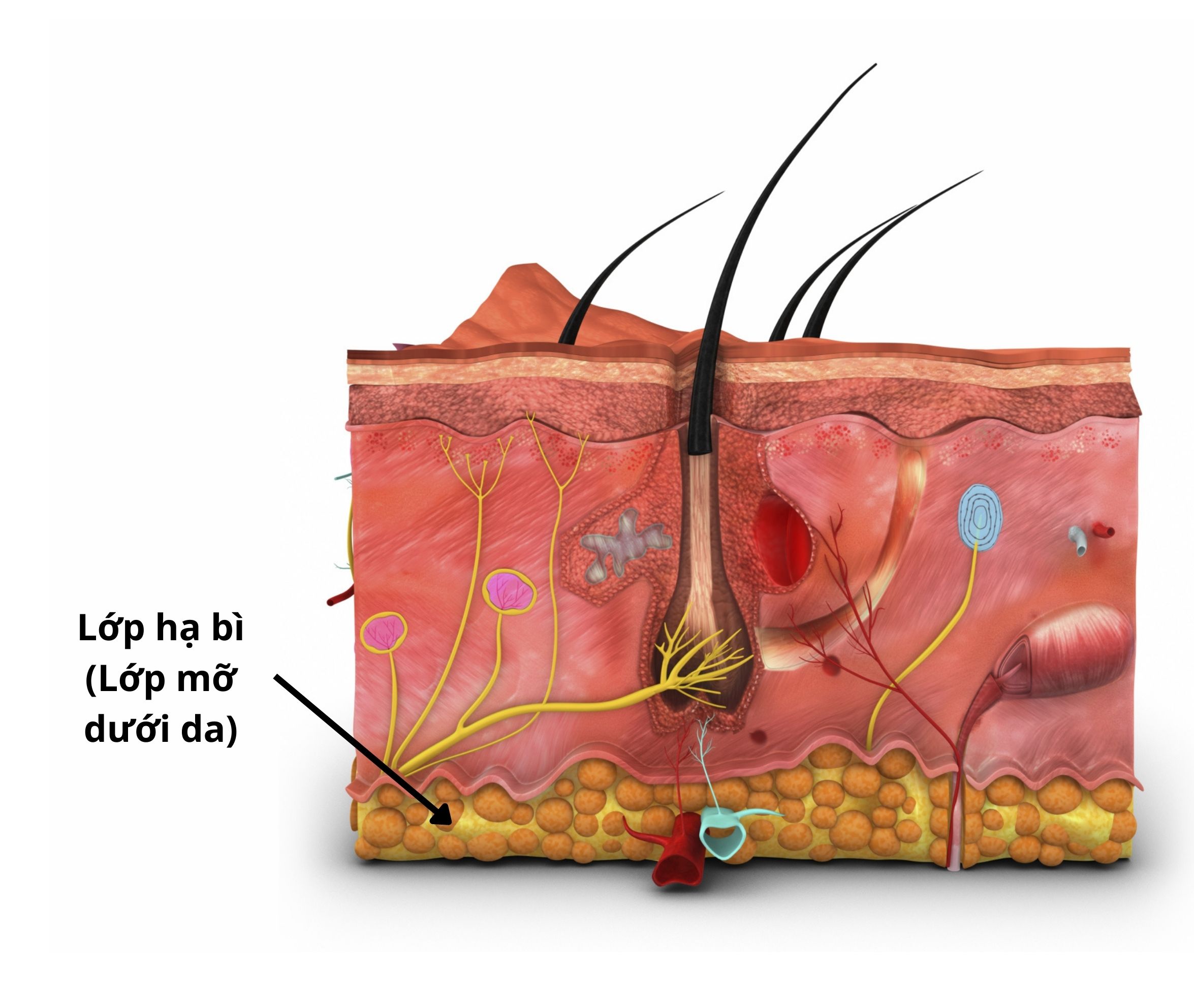 Cấu trúc & Chức năng của da