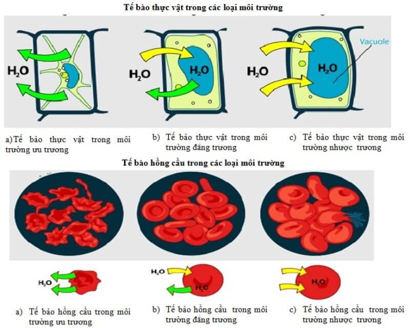 Áp suất thẩm thấu là gì ?