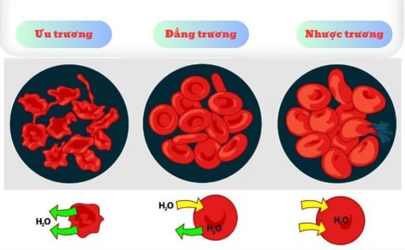 Áp suất thẩm thấu là gì ?