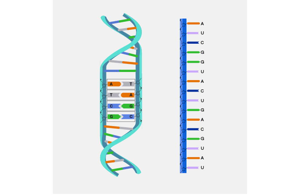 Khái niệm nucleic acid</>