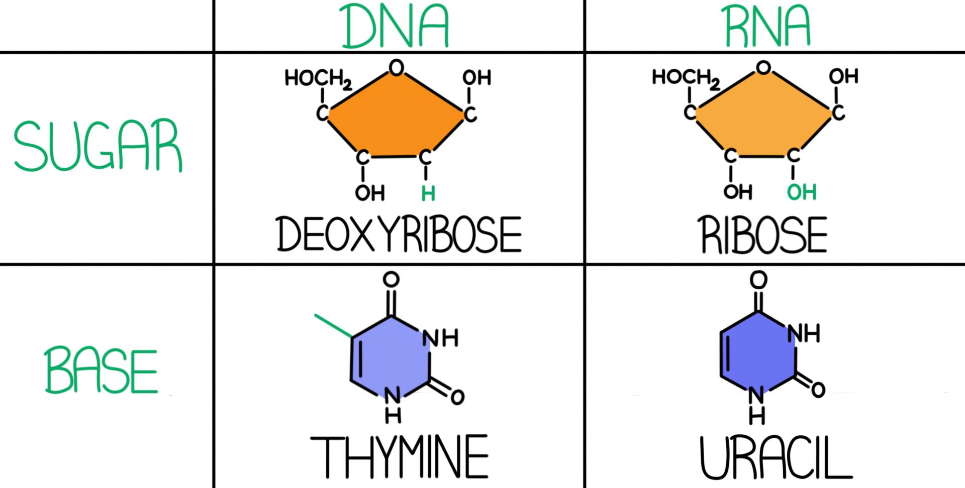 Khái niệm nucleic acid</>