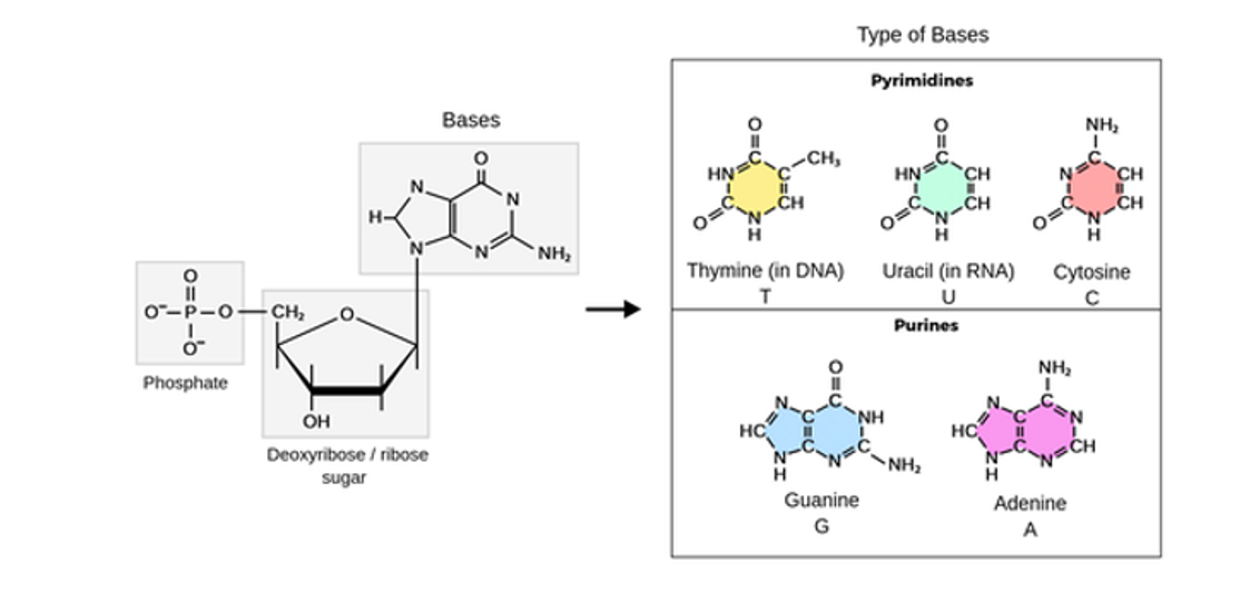 Khái niệm nucleic acid</>