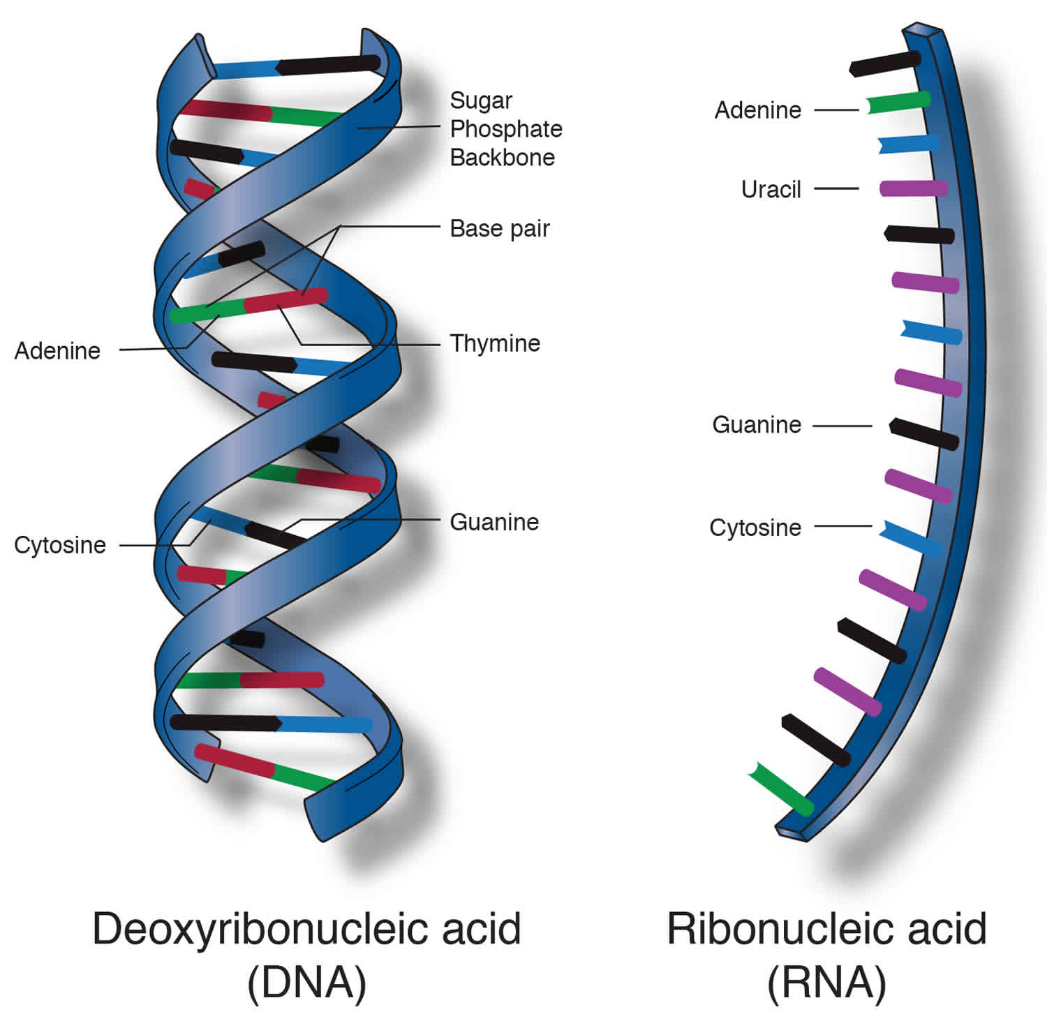 Khái niệm nucleic acid</>