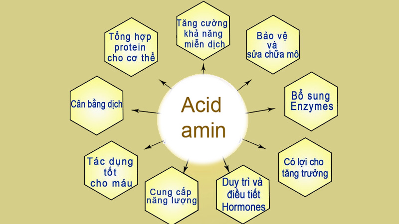 Axit amin là gì? Đặc điểm, phân loại các axit amin