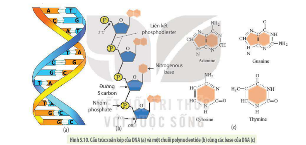 Khái niệm nucleic acid</>