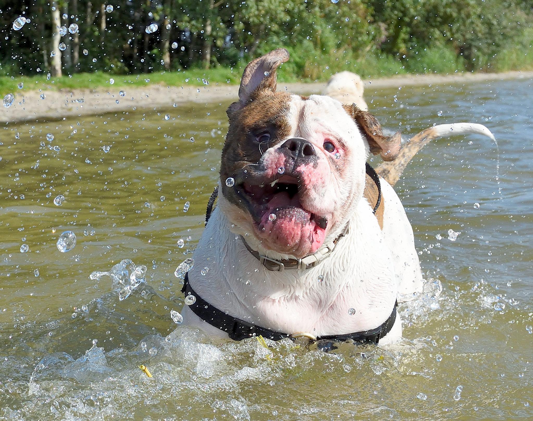 Chó Buly như anh em sinh đôi với Pitbull nhưng rất thân thiện