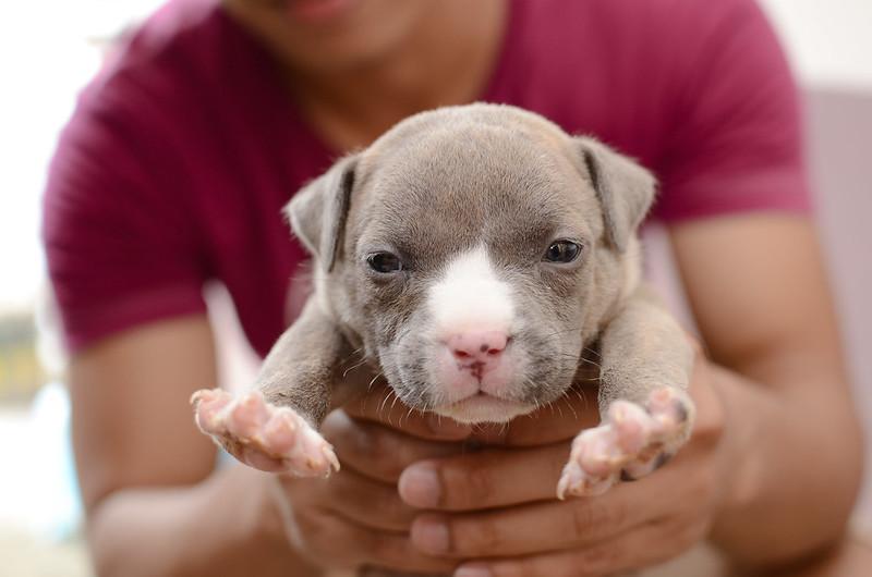 Chó Buly như anh em sinh đôi với Pitbull nhưng rất thân thiện