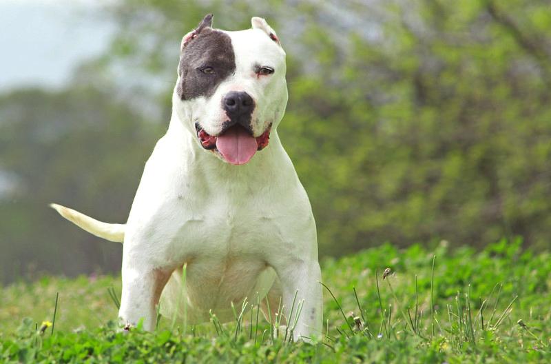 Chó Buly như anh em sinh đôi với Pitbull nhưng rất thân thiện