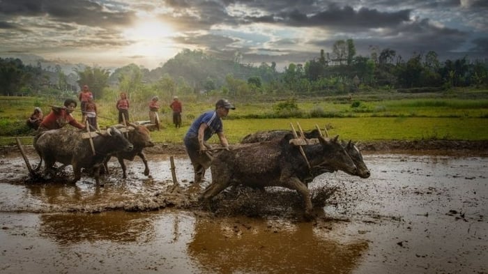 1000+ Hình ảnh quê hương Việt Nam đẹp nhất gợi nhớ tuổi thơ