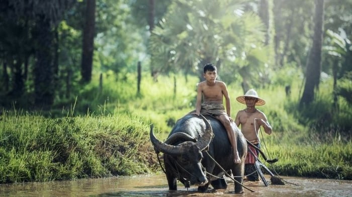 1000+ Hình ảnh quê hương Việt Nam đẹp nhất gợi nhớ tuổi thơ