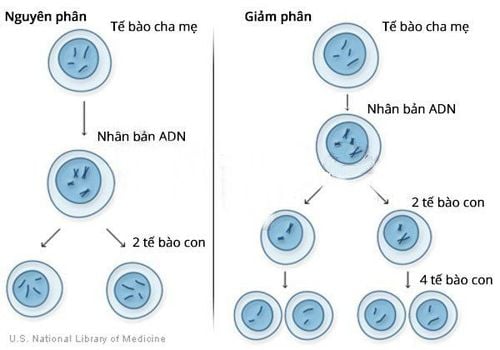 Tế bào phân chia như thế nào?