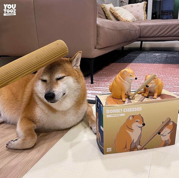 Meme chó shiba inu nổi tiếng CĐM là ai? Top ảnh chó shiba bựa hài hước