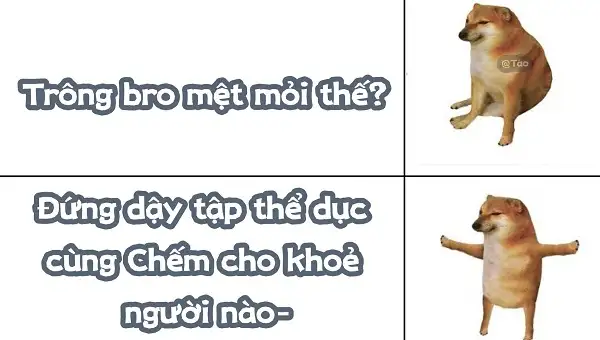 Meme chó shiba inu nổi tiếng CĐM là ai? Top ảnh chó shiba bựa hài hước