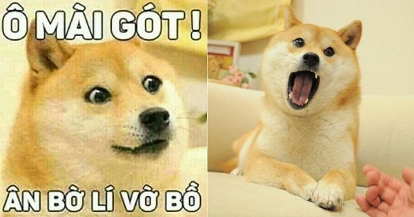 Meme chó shiba inu nổi tiếng CĐM là ai? Top ảnh chó shiba bựa hài hước