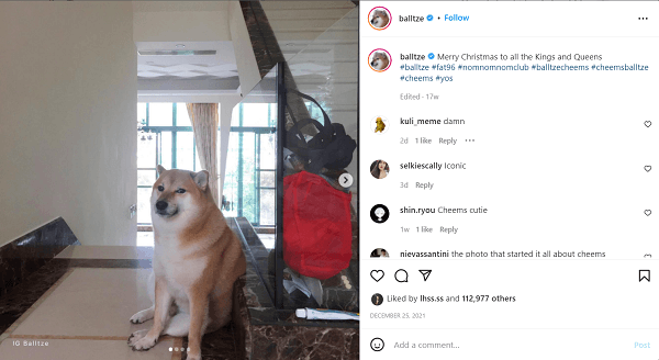 Meme chó shiba inu nổi tiếng CĐM là ai? Top ảnh chó shiba bựa hài hước