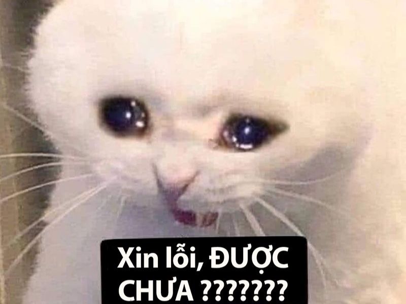 Tổng hợp meme dỗi hài hước, cute, đáng yêu