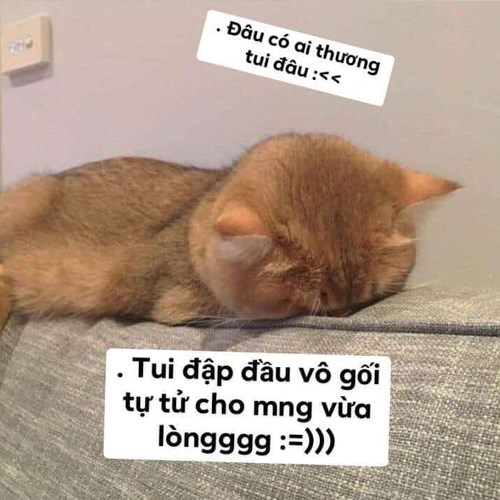 Tổng hợp meme dỗi hài hước, cute, đáng yêu