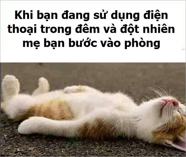 Bộ sưu tập tranh ngủ độc đáo, dễ thương và hài hước