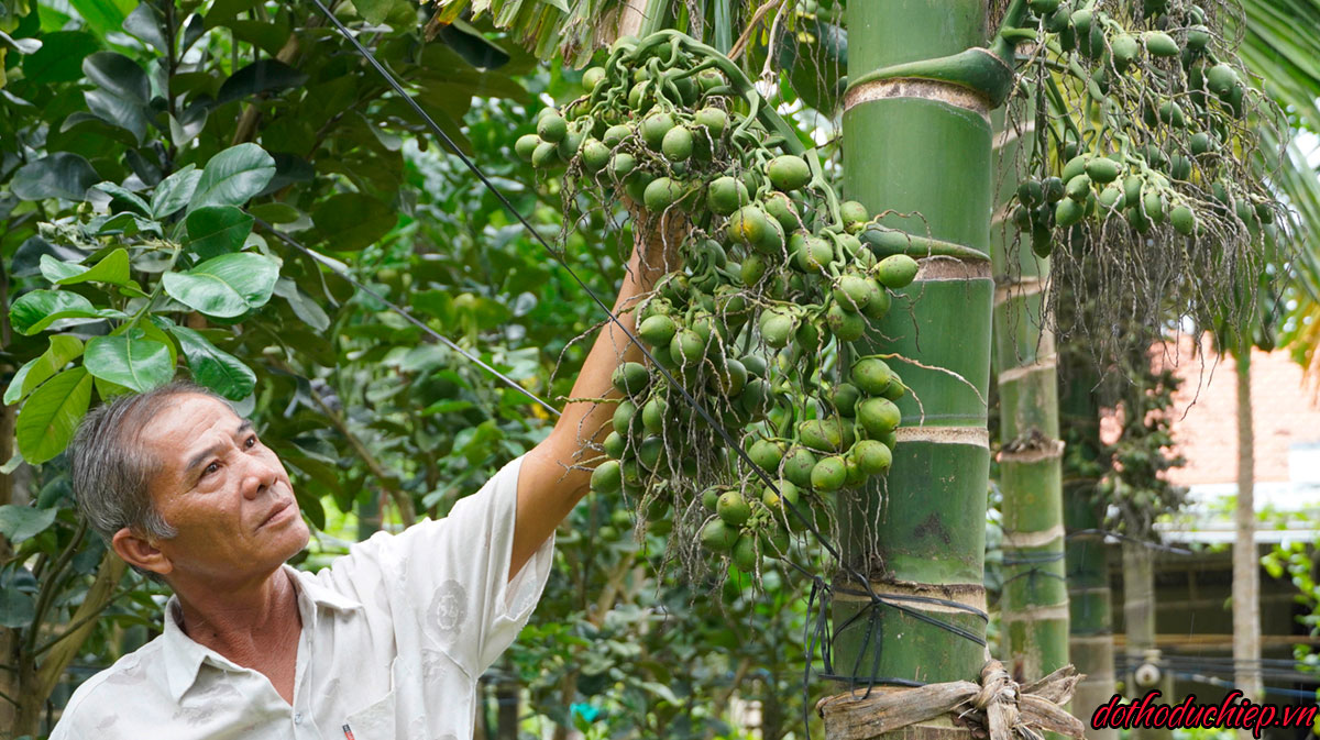 Cau lại buồng - Lá trầu 2 ngọn với những ý nghĩa đặc biệt.