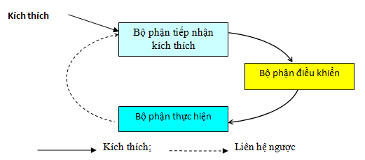 Sinh 11 Bài 20: Lý Thuyết Cân Bằng Nội Môi Và Bài Tập Trắc Nghiệm