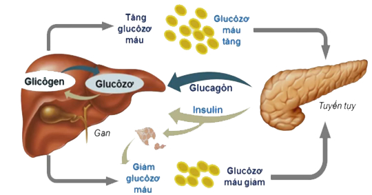 Sinh 11 Bài 20: Lý Thuyết Cân Bằng Nội Môi Và Bài Tập Trắc Nghiệm