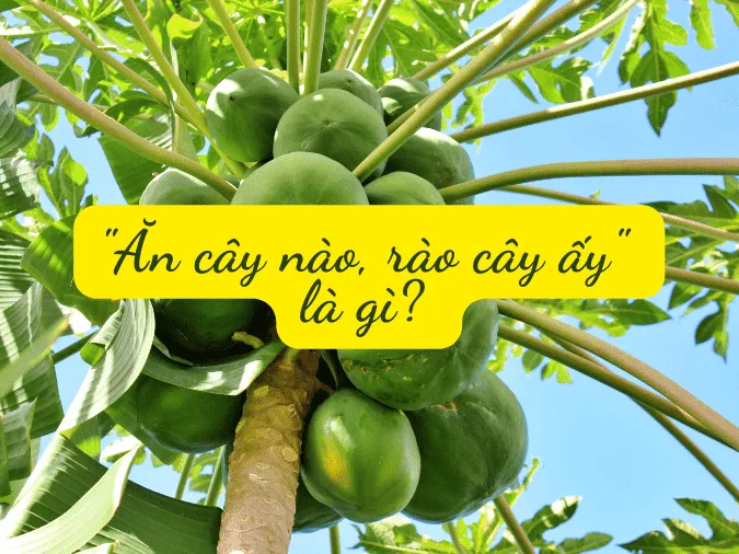 Giải thích ý nghĩa tục ngữ "Ăn cây nào rào cây ấy" là gì?