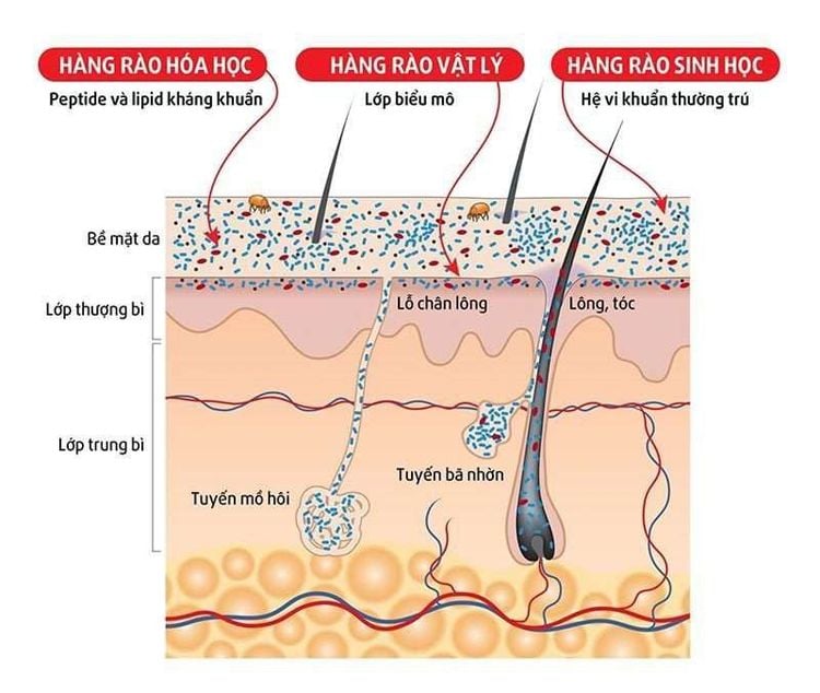 Cấu trúc của da, các tầng lớp và vai trò