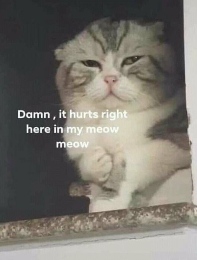 Trọn bộ ảnh Meme Mèo hài hước - Cat Meme bựa nhất (hình gốc)