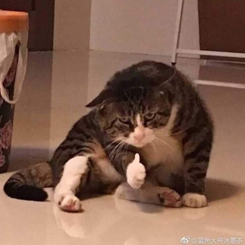 Trọn bộ ảnh Meme Mèo hài hước - Cat Meme bựa nhất (hình gốc)