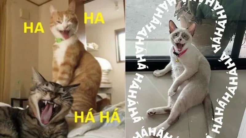 100+ ảnh meme hài hước, vui nhộn “trend” nhất hiện nay