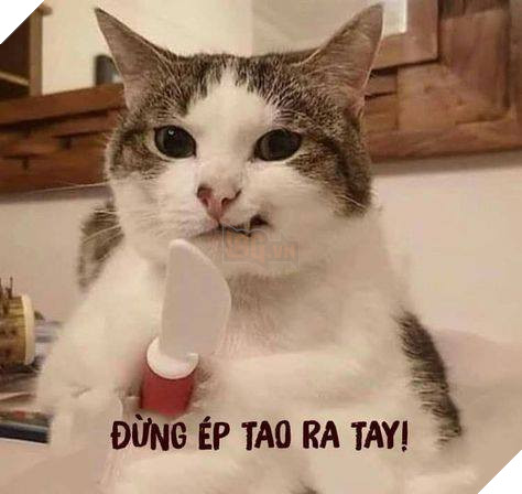 Tổng hợp các meme mèo siêu dễ thương mà bạn nên có trong máy tính