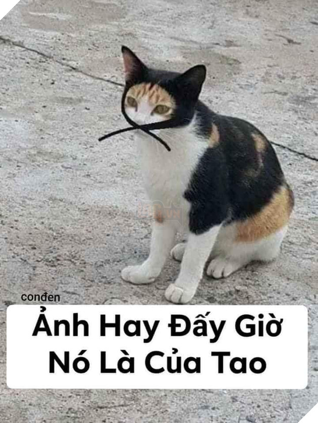 Tổng hợp các meme mèo siêu dễ thương mà bạn nên có trong máy tính