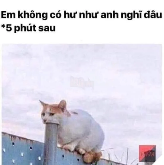 Tổng hợp các meme mèo siêu dễ thương mà bạn nên có trong máy tính