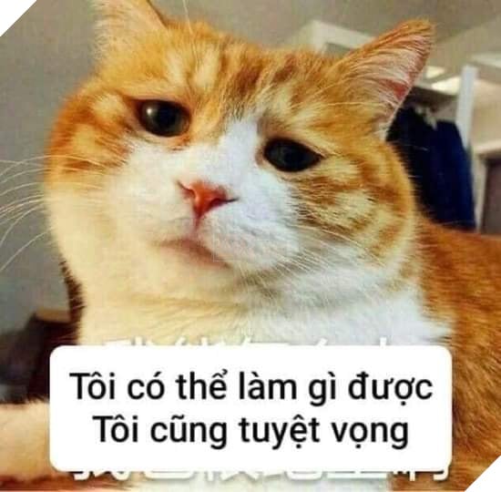 Tổng hợp các meme mèo siêu dễ thương mà bạn nên có trong máy tính