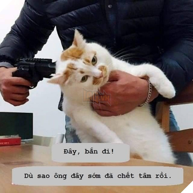 Tổng hợp các meme mèo siêu dễ thương mà bạn nên có trong máy tính