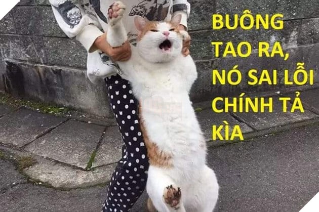 Tổng hợp các meme mèo siêu dễ thương mà bạn nên có trong máy tính