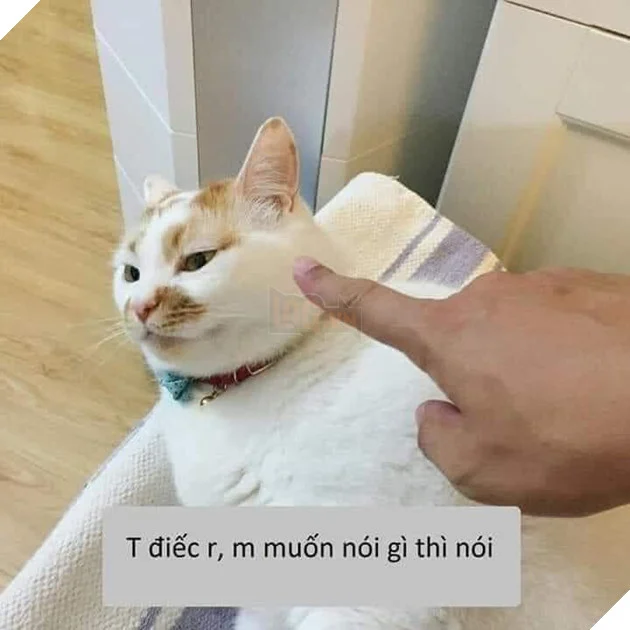 Tổng hợp các meme mèo siêu dễ thương mà bạn nên có trong máy tính