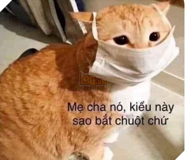 Tổng hợp các meme mèo siêu dễ thương mà bạn nên có trong máy tính